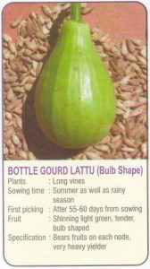 locky bottle gourd bulb shape
