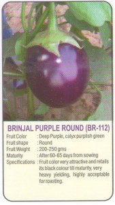 brinjal purple round bengan jamuni gol