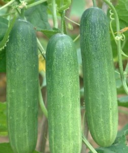 cucumber kheera ki bijai modern kheti