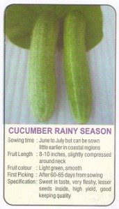 cucumber rainy season modern kheti