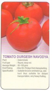 tomato durgesh navodya modern kheti