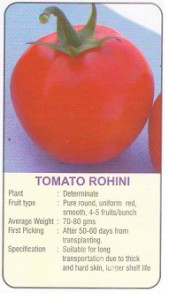 tomato rohini modern kheti