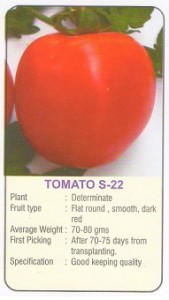 tomato seed modernkheti