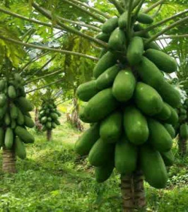 Papaya Farming in india modern kheti (1)
