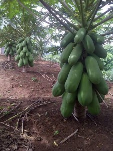 Papaya Farming in india modern kheti (13)