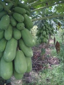 Papaya Farming in india modern kheti (7)
