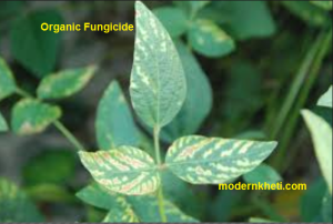 organic fungicide modern kheti