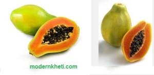 papaya papeeta modern kheti