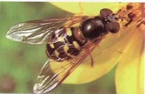 sirphid bee