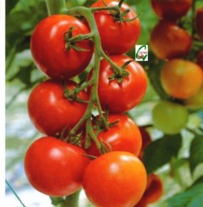 tamatar ke beej tomato seeds