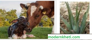 aloevera for dairy farming cows