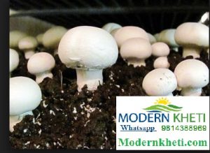 mushroom farming training india