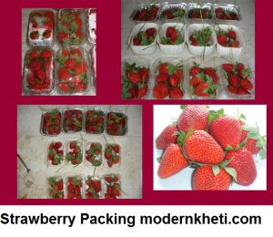 Strawberry Farming strawberry packing