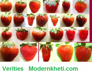 Strawberry Farming strawberry verities in india
