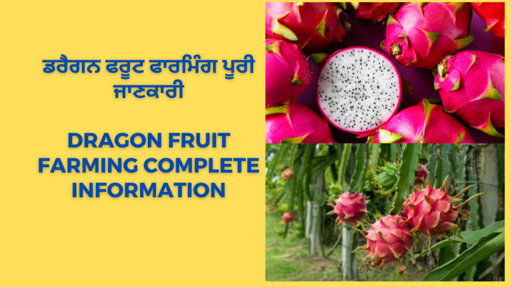 Dragon Fruit Farming Complete Information Video A 2 Z