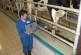 Dairy Farming Courses in Punjab