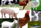Livestock Management Course PARA Vetrinary Association