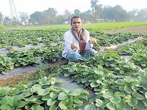 Strawberry Farming in Punjab india earn money