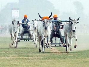 Farming Tourism in Punjab