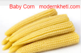 Baby Corn Seeds Buy Online