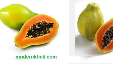 Papaya Farming Papeete Ki Kheti Kaise Karen Hindi ,English