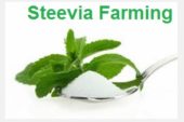 Stevia Seeds (Sugar Free Plant) Book Online