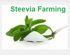 Stevia Seeds (Sugar Free Plant) Book Online
