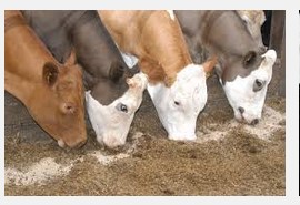 Cattle Feed Formula for Cows & Buffalo (Gaye Bhains Ki Feed ka Formula Hindi English)