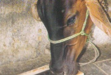 Urea Molasses Mineral Block For Cows fat increase Hindi