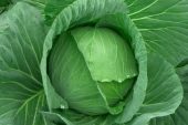 Cabbage Farming Patta Gobhi Ki kheti laise Karen Hindi