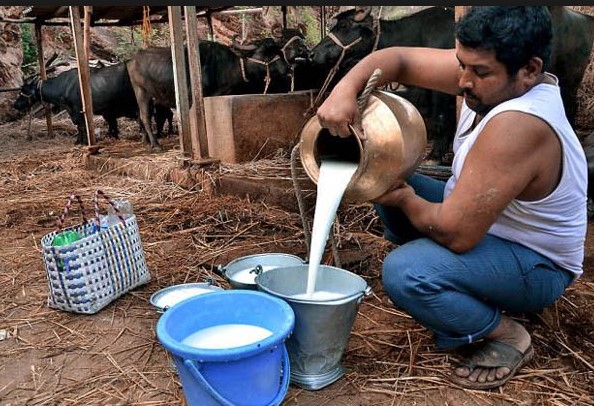 SNF and FAT Increasing Desi Formula for dairy farmers Hindi ,English Punjab