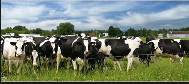 Dairy Farming Useful Links Lectures Hindi
