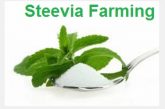 Stevia Plants and Seeds Buy online india