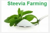 Stevia Plants and Seeds Buy online india