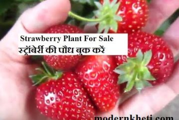 Strawberry Farming Strawberry Ki Kheti Kaise Karen Hindi