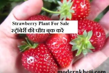Strawberry Farming Strawberry Ki Kheti Kaise Karen Hindi