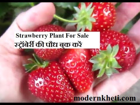Strawberry Plants For sale in India | Strawberry Plant Booking