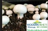 Mushroom Farming Training contact us