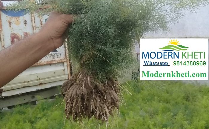 shatavar ki kheti kaise karen ? ||asparagus farming ||शतावर की खेती कैसे करें ?
