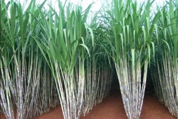 Sugarcane Farming Ganne Ki Bijai Kaise Karen Hindi