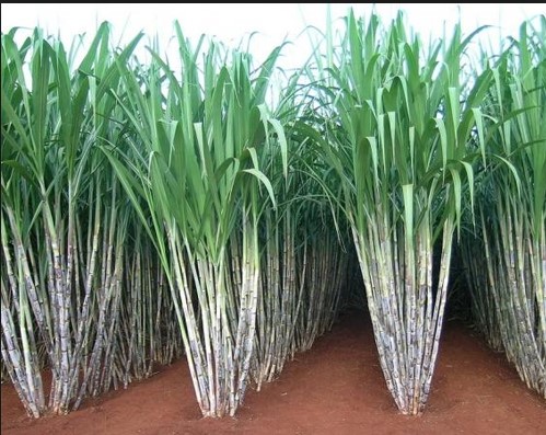 Sugarcane Farming Ganne Ki Bijai Kaise Karen Hindi