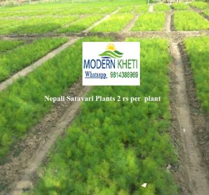 शतावर पौध ||Shatavar Paudh || Asparagus Seedlings Rs 2 Per Plant Min Qty