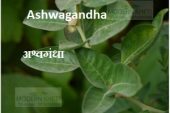Ashwagandha Ki Modern Kheti अश्वगंधा की मॉडर्न खेती