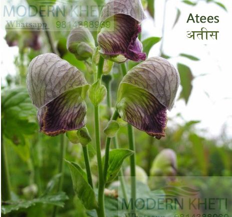 Atees ki Modern Kheti – अतीस की मॉडर्न खेती