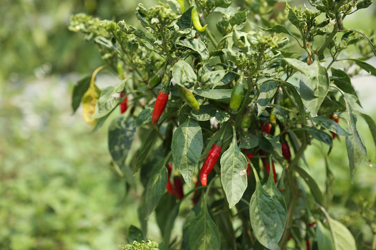Unlocking Agricultural Success: Exploring Modern Kheti’s Expertise in Farming