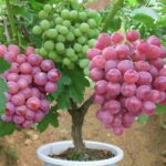 Red Grape Sweet Seedless Lal Angoor