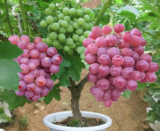 Red Grape Sweet Seedless Lal Angoor